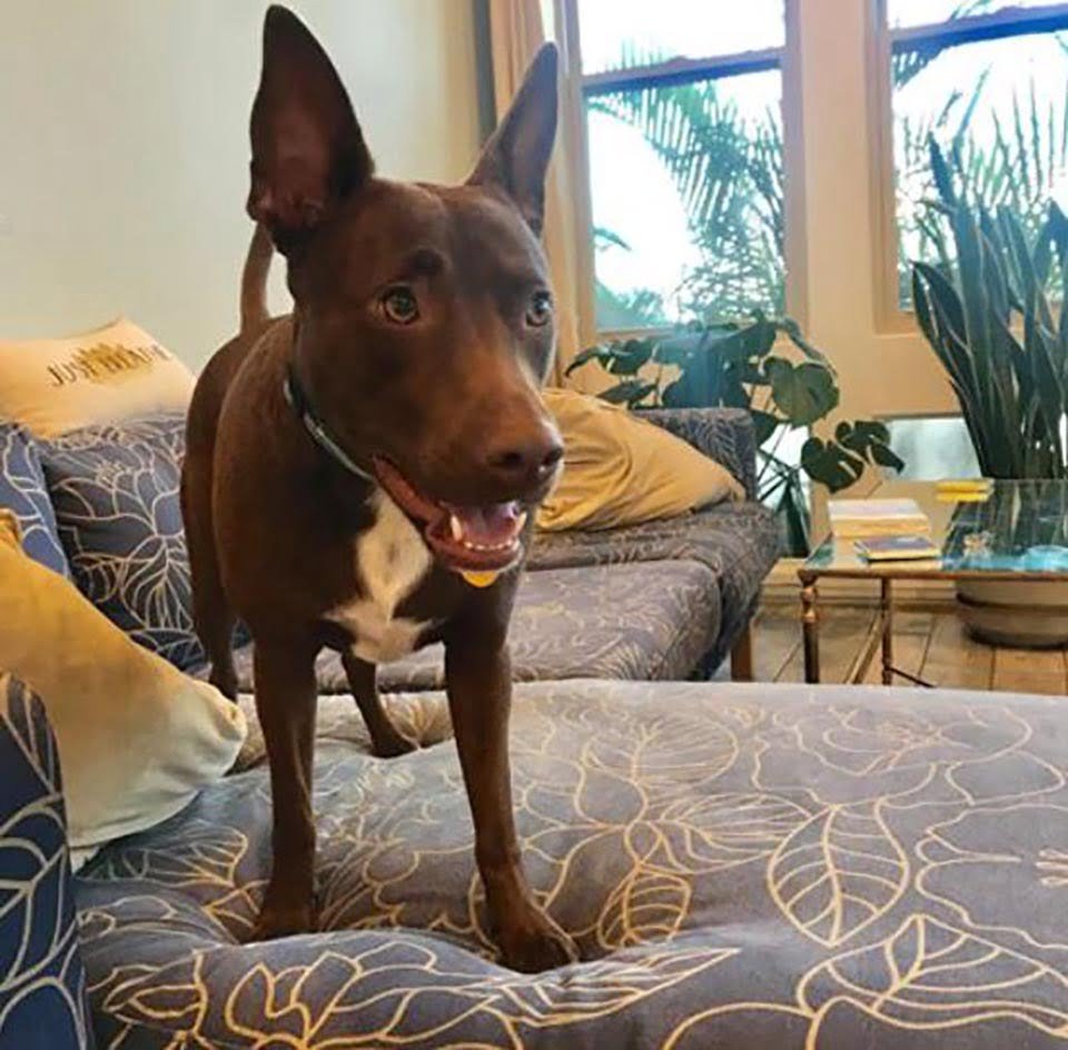 Adorable perrito