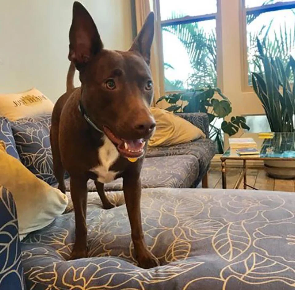 Perrita aprende a "hablar" oprimiendo un tablero con botones personalizado 13 Adorable perrito