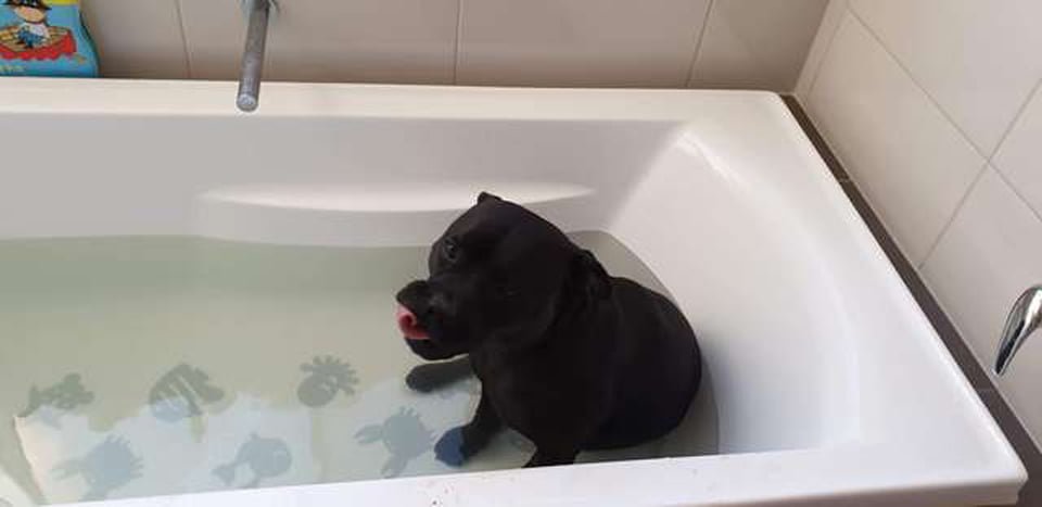 Perro se cuela en la casa de al lado para unirse al baño de los niños todas las noches 5 Aeida