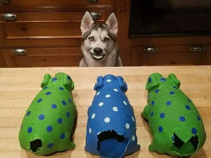 Perro rasga la cola de cada uno de sus cerdos de juguete 9 Cerdos sin cola