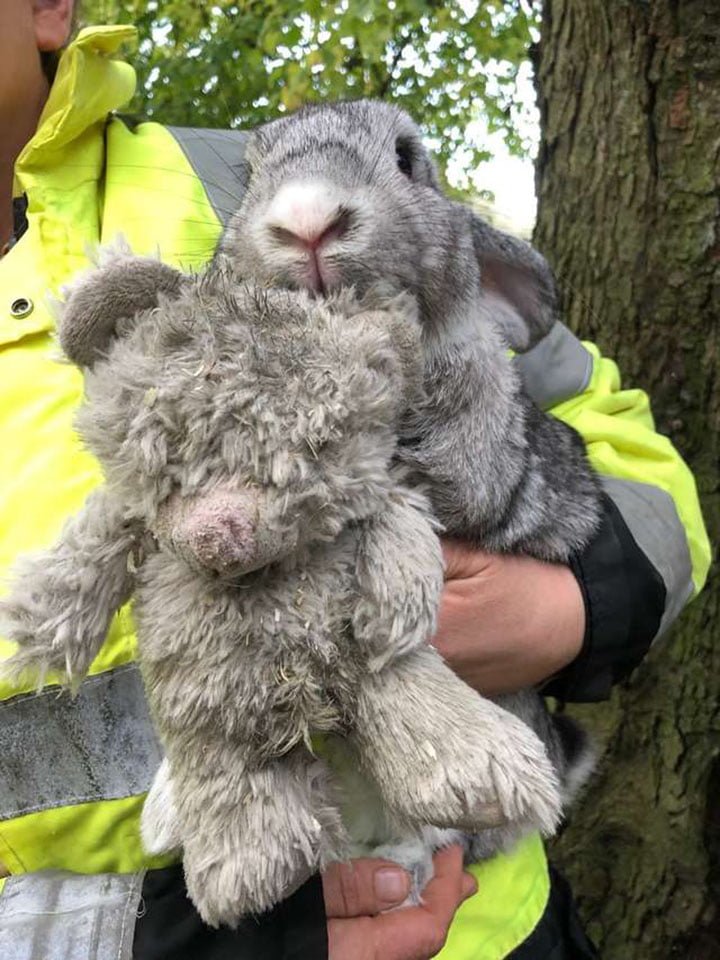 Conejo con su oso de peluche Conejo con su oso de peluche