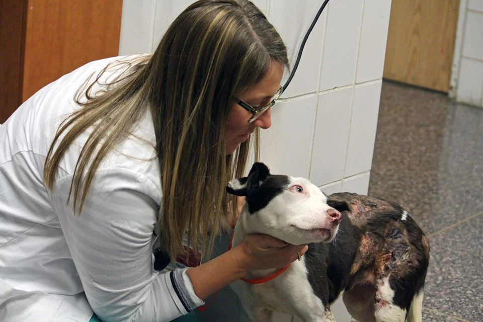 Dory recibe atención veterinaria Dory recibe atención veterinaria