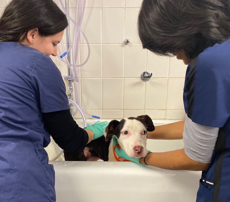 Dory recibe baño