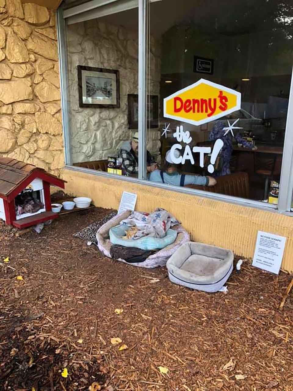 Restaurante hace lo más lindo para un gato solitario que necesitaba un amigo 9 Gatito descansa en restaurante