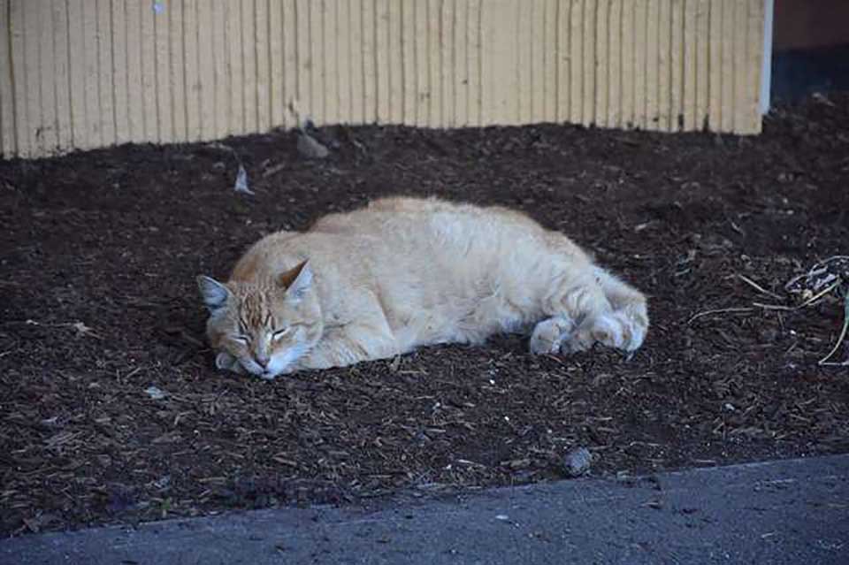 Restaurante hace lo más lindo para un gato solitario que necesitaba un amigo 10 Gatito descansa