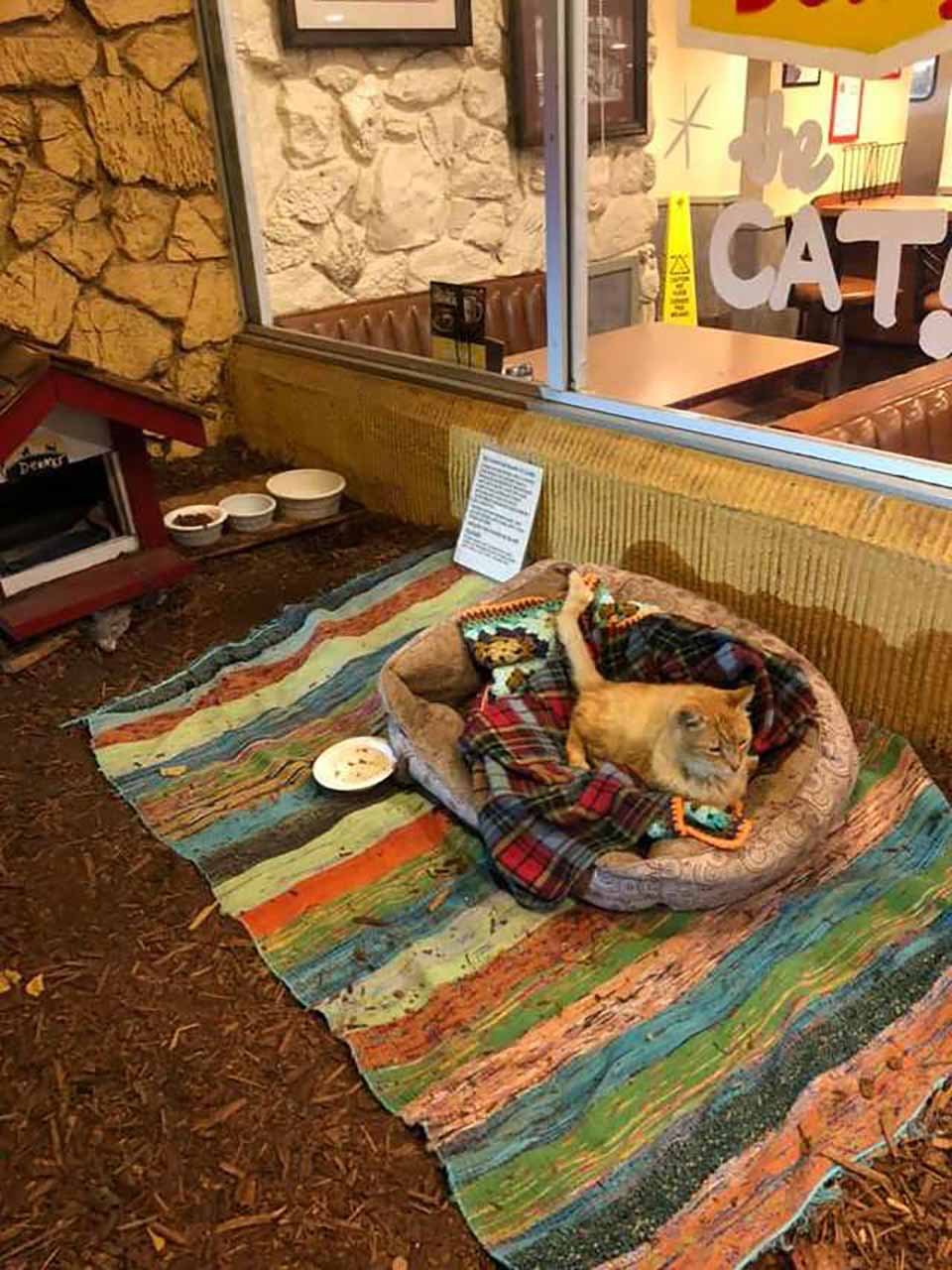 Restaurante hace lo más lindo para un gato solitario que necesitaba un amigo 11 Gatito en restaurante