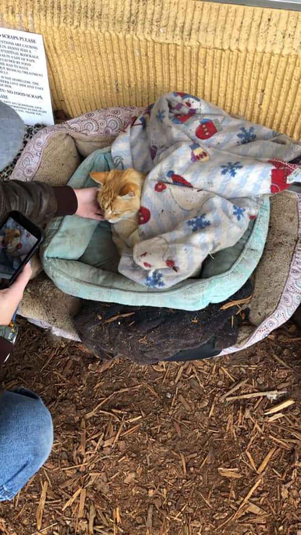 Restaurante hace lo más lindo para un gato solitario que necesitaba un amigo 12 Gatito recibe cuidados
