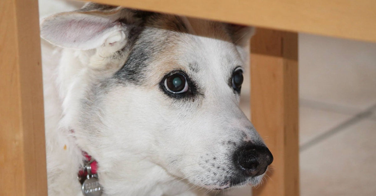 Gritarle a su perro puede provocar trauma a largo plazo y estrés