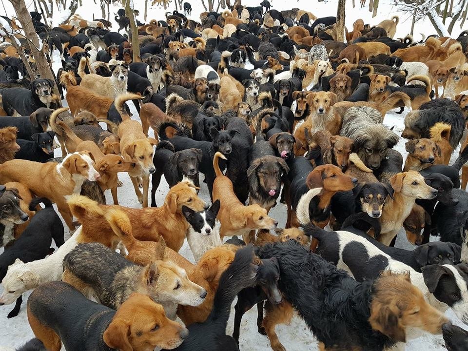 Hombre cuida en su refugio a más de 750 perros que nadie más quería 8 Grupo de muchos perros en el refugio