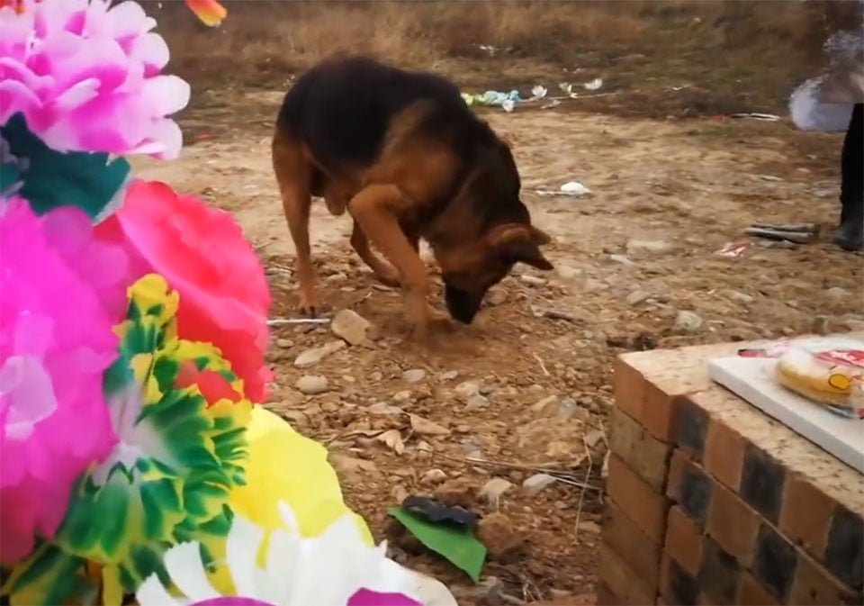 Perro desconsolado intenta buscar a su dueño muerto cavando en su tumba 3 Huzi escarbando en la tumba