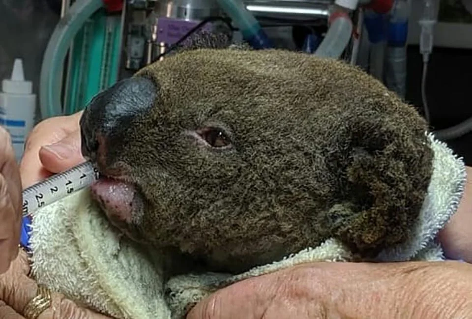Koala herido
