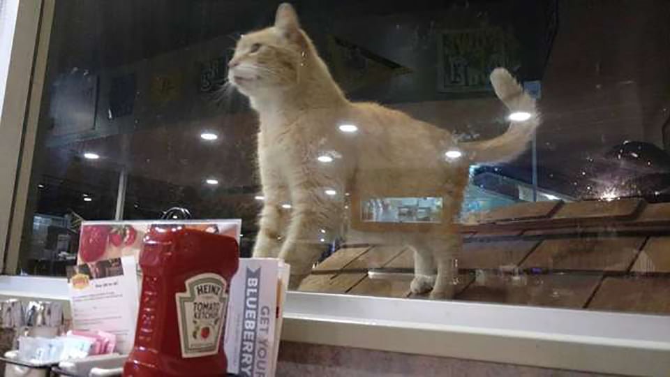 Restaurante hace lo más lindo para un gato solitario que necesitaba un amigo 13 Lindo gatito cerca al restaurante