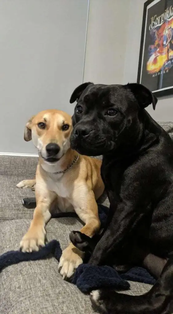 Perro se cuela en la casa de al lado para unirse al baño de los niños todas las noches 4 Mejores amigos