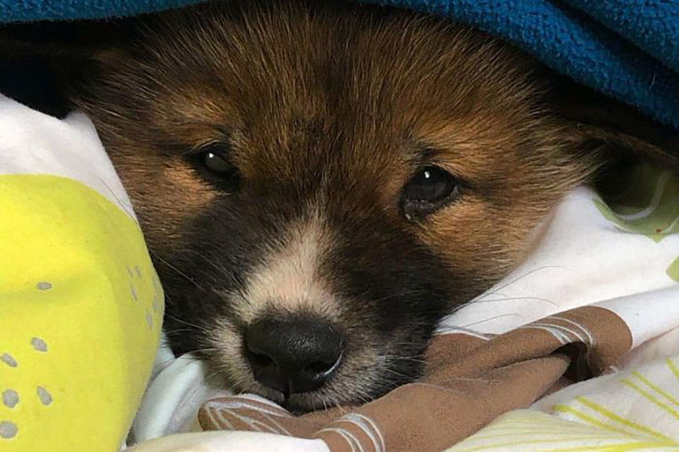 Cachorro es dejado caer por un águila y resultó ser un dingo casi extinto 3 Pequeño Wandi