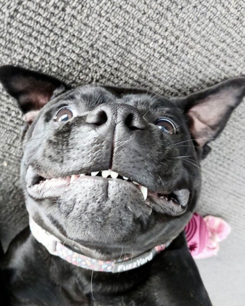 Perro se cuela en la casa de al lado para unirse al baño de los niños todas las noches 1 Perrita