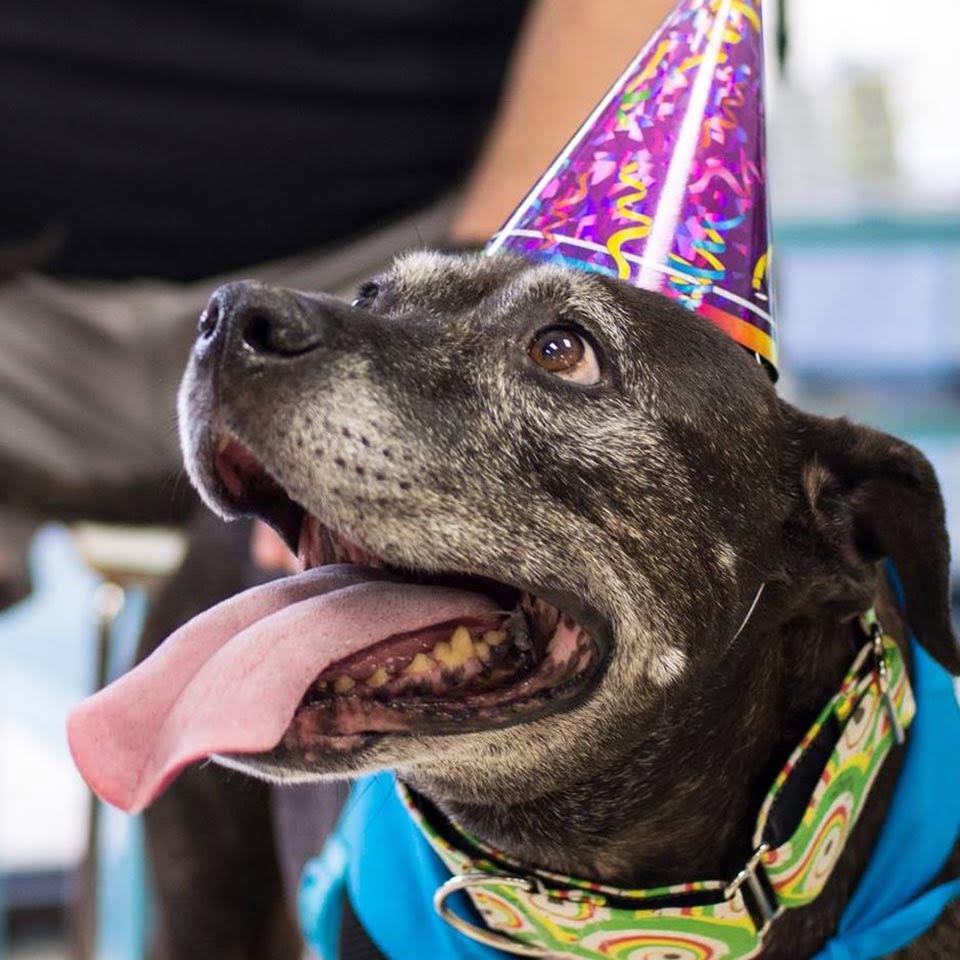 Familia adopta al perro más viejo del refugio y le da los mejores momentos hasta su último día 9 Perrita con atuendo azul y gorro de cumpleaños