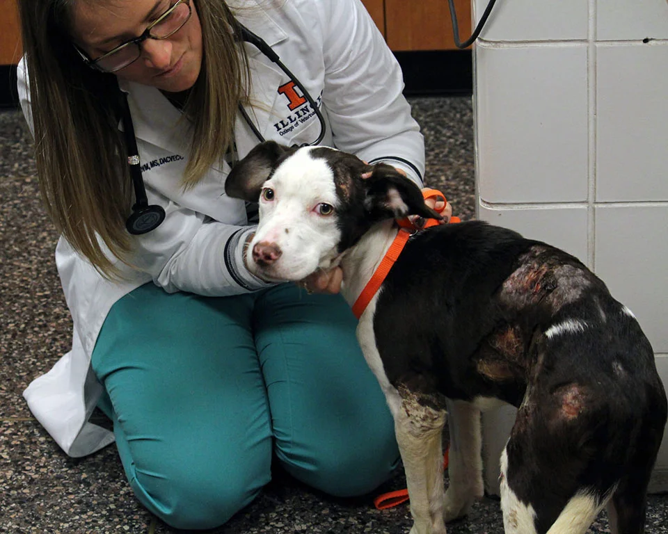 Perrita rescatada Perrita rescatada