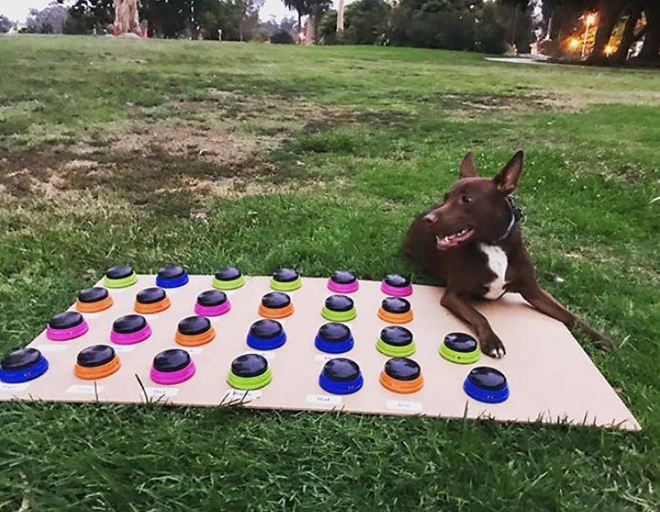 Perrita aprende a "hablar" oprimiendo un tablero con botones personalizado 14 Perrito al aire libre con su tablero para formar frases