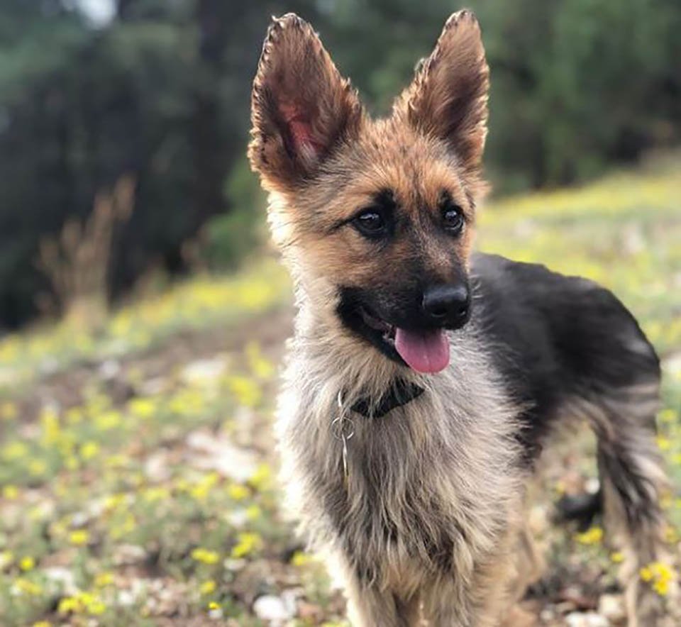 Pastor alemán de 2 años tiene enanismo, y siempre parecerá un cachorro 7 Perrito con enanismo es adorable