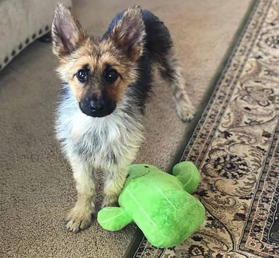 Pastor alemán de 2 años tiene enanismo, y siempre parecerá un cachorro 9 Perrito con enanismo y juguete verde