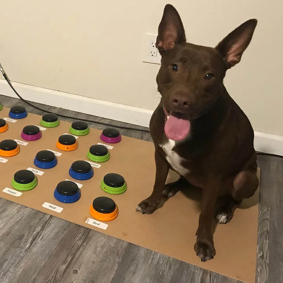 Perrita aprende a "hablar" oprimiendo un tablero con botones personalizado 11 Perrito con su sistema de comunicación