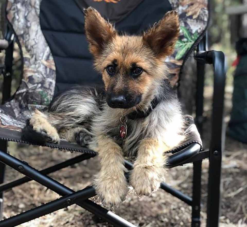 Pastor alemán de 2 años tiene enanismo, y siempre parecerá un cachorro 10 Perrito descansa en una silla