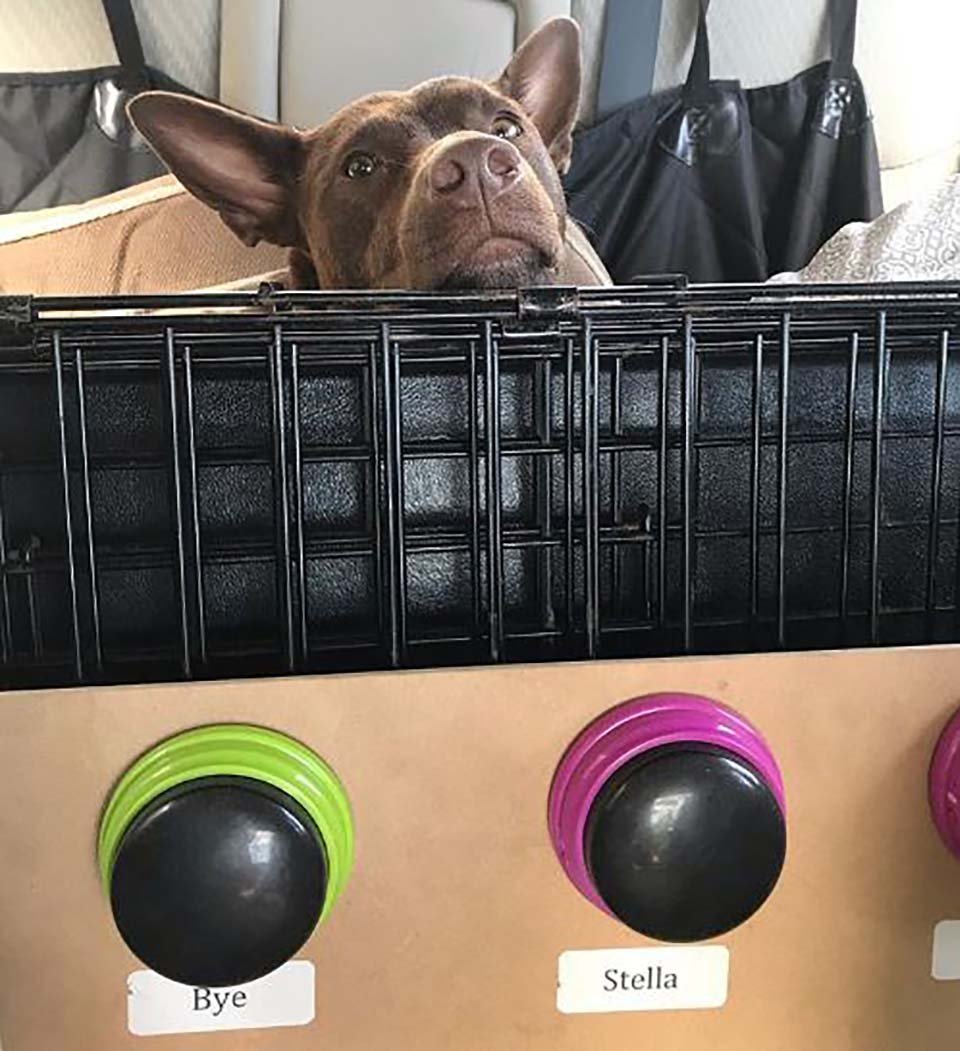 Perrita aprende a "hablar" oprimiendo un tablero con botones personalizado 10 Perrito detrás de su caja
