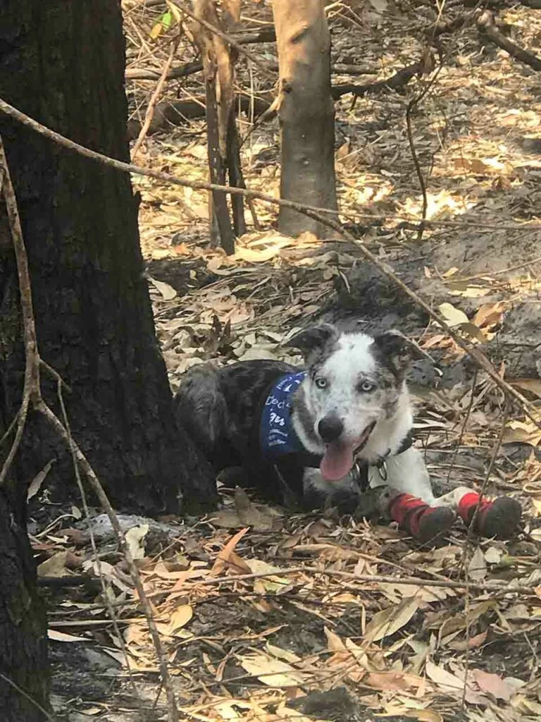 Perrito héroe en busca de koalas