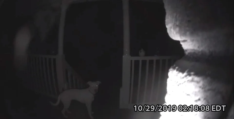 Perrito mira la puerta