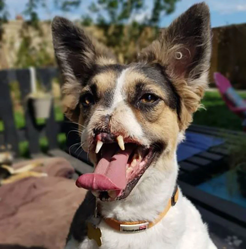 Perrito sin nariz es feliz por ser adoptado