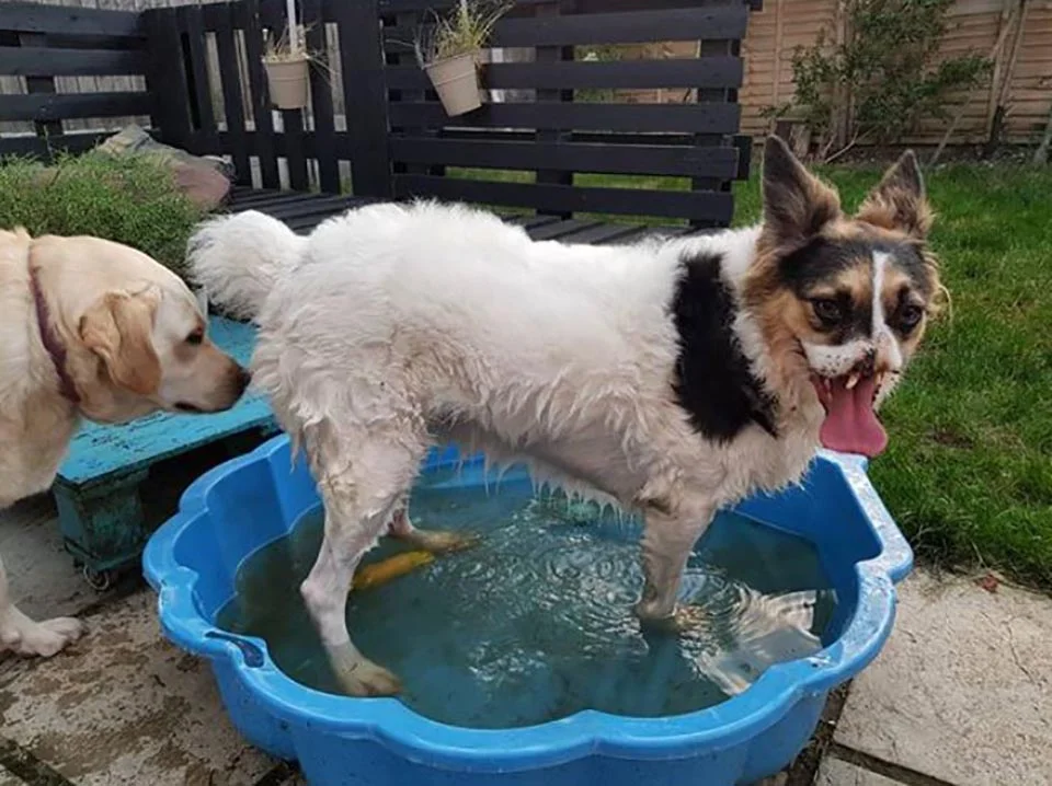Perrito sin nariz preparado para recibir un baño