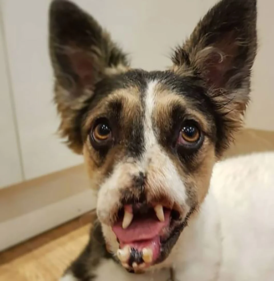 Perrito sin nariz recibe el cariño nunca antes dado