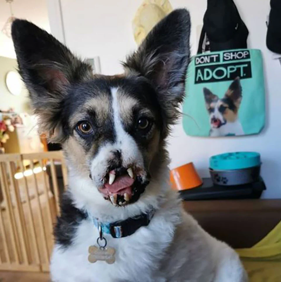 Perrito sin nariz tiene un hogar responsable