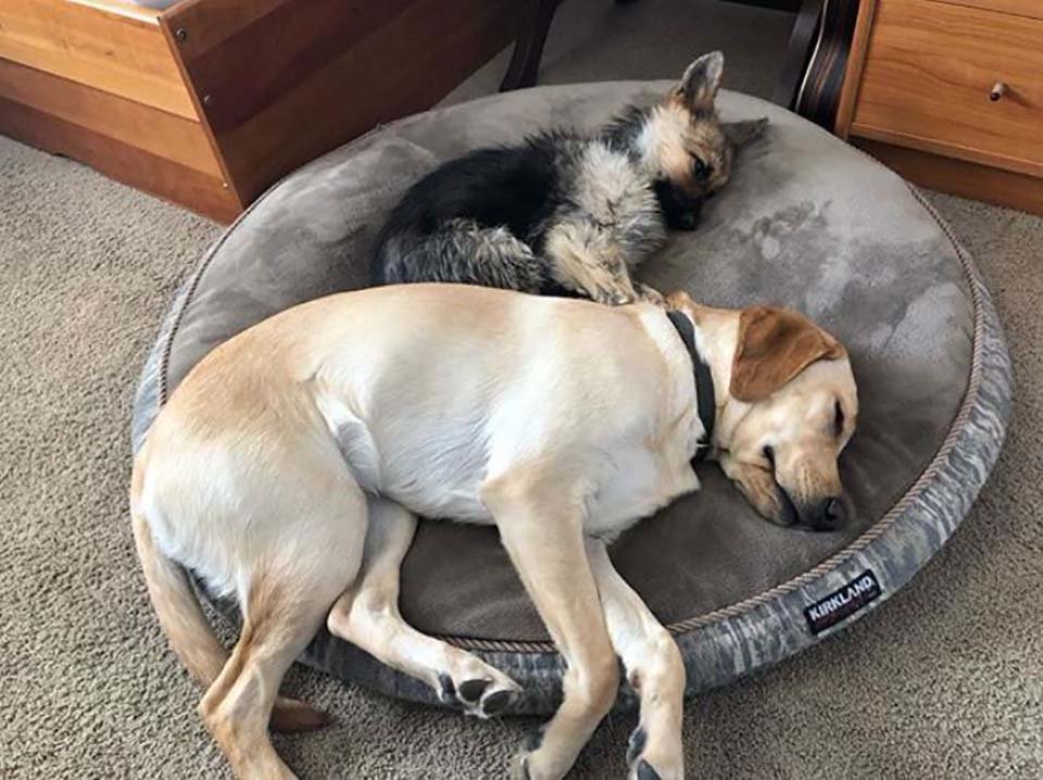 Pastor alemán de 2 años tiene enanismo, y siempre parecerá un cachorro 11 Perritos duermen