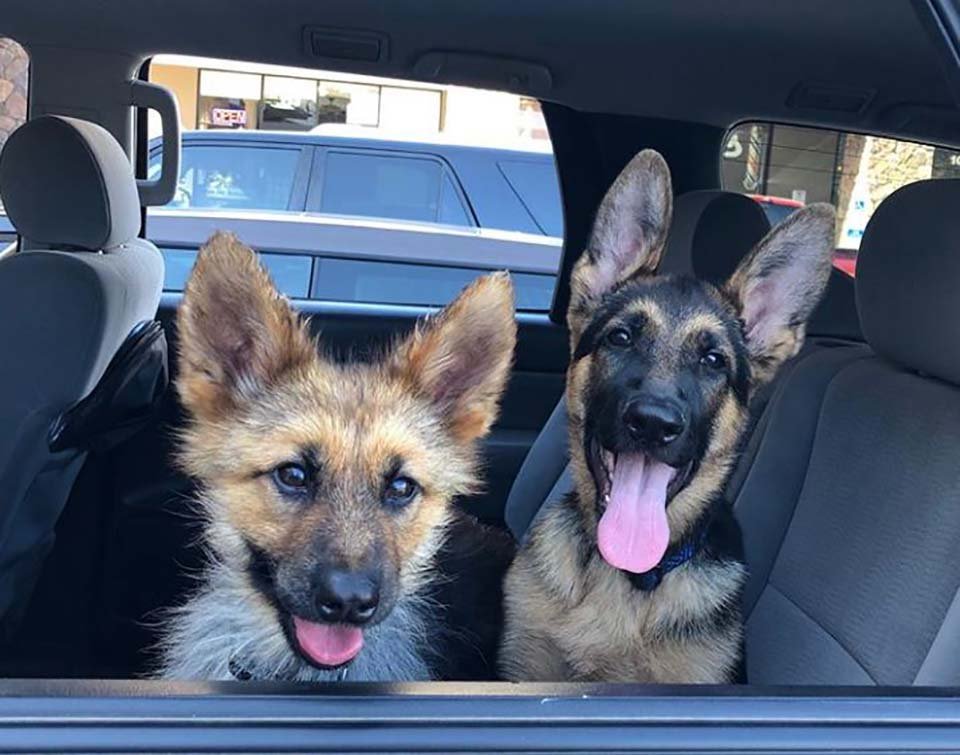 Pastor alemán de 2 años tiene enanismo, y siempre parecerá un cachorro 8 Perritos en el auto