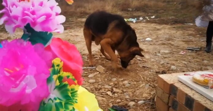 Perro desconsolado intenta cavar en la tumba de su dueño