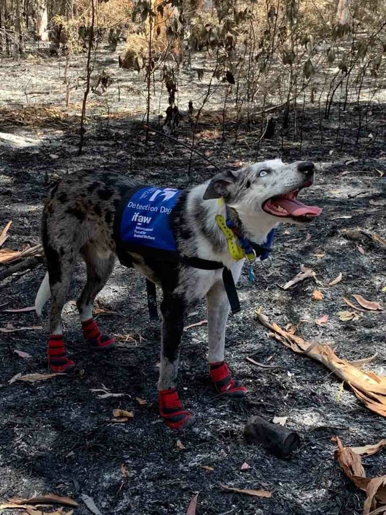 Perro en el bosque