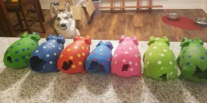 Perro rasga la cola de cada uno de sus cerdos de juguete 8 Perro le arranca la cola a todos sus cerdos de juguete
