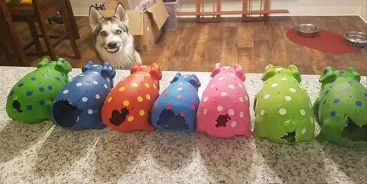 Perro rasga la cola de cada uno de sus cerdos de juguete 3 Perro le arranca la cola a todos sus cerdos de juguete