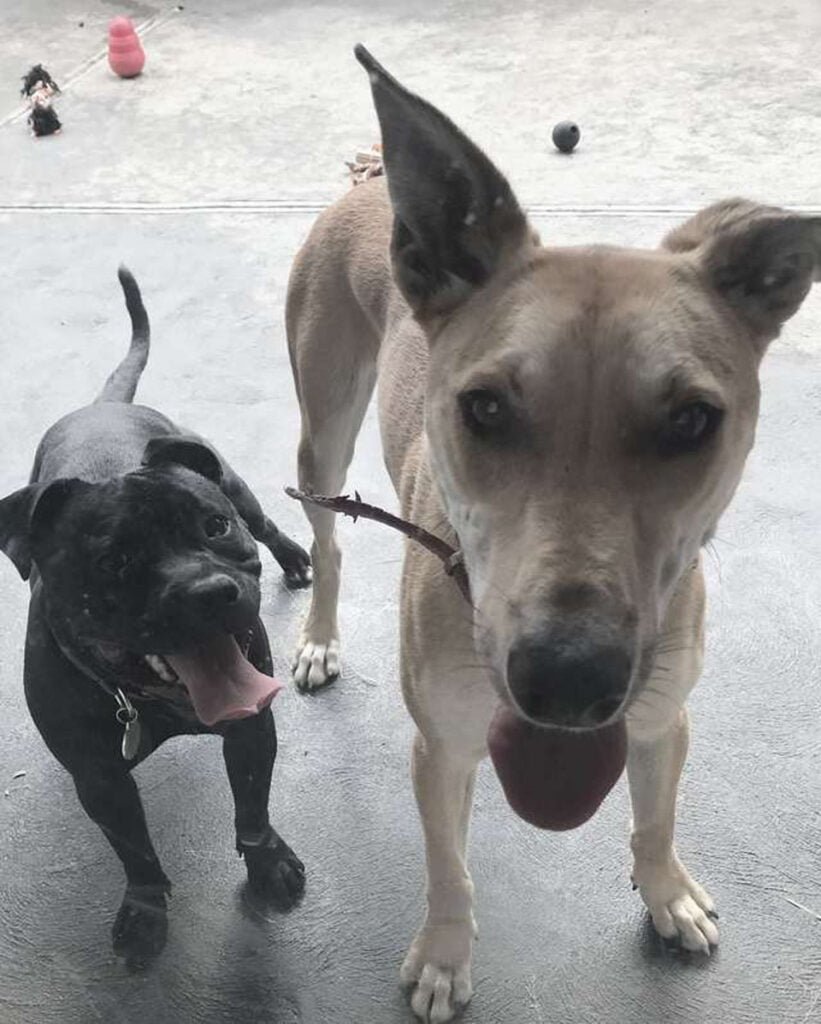 Perro se cuela en la casa de al lado para unirse al baño de los niños todas las noches 2 Perros