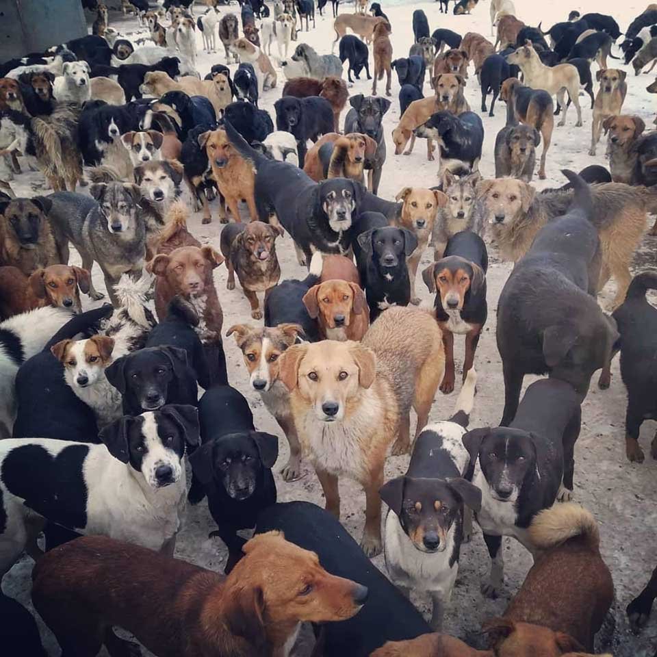 Hombre cuida en su refugio a más de 750 perros que nadie más quería 12 Perros en refugio