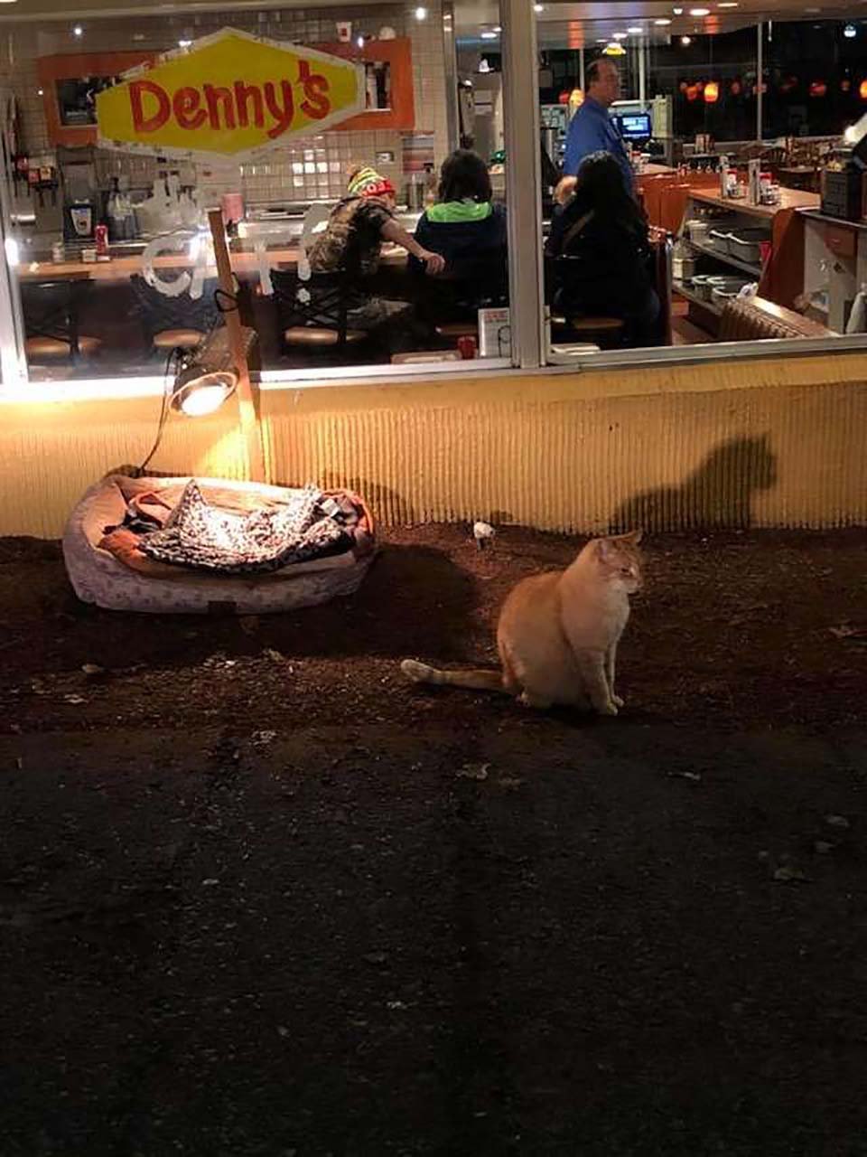 Restaurante hace lo más lindo para un gato solitario que necesitaba un amigo 14 Restaurante adopta a gatito