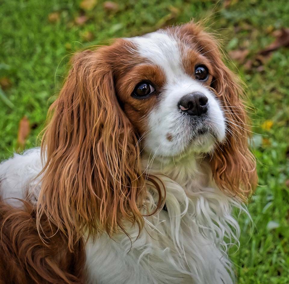 Como Cuidar Cachorros Recien Nacidos Con O Sin Madre