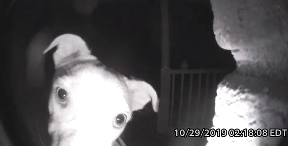 perrito observa la puerta