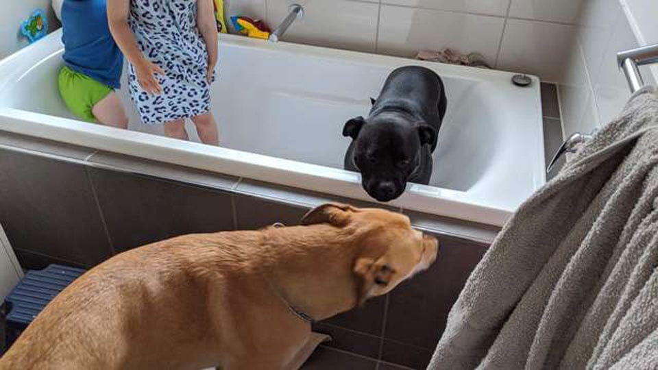 Perro se cuela en la casa de al lado para unirse al baño de los niños todas las noches 3 perros en el baño