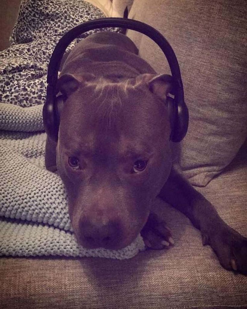 Mujer tenía miedo del pitbull del vecino, hasta que le salvó la vida 9 Adorable Pitbull