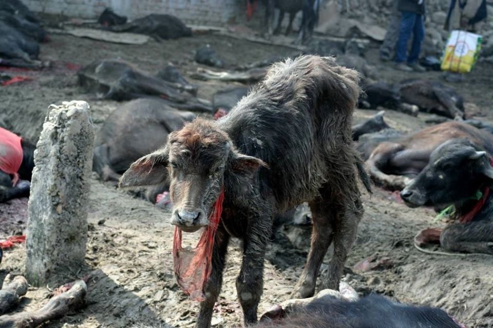 Comienza el festival de sacrificio de animales más grande del mundo a pesar de las protestas en Nepal 8 Animal en peligro por festival cruel en Nepal