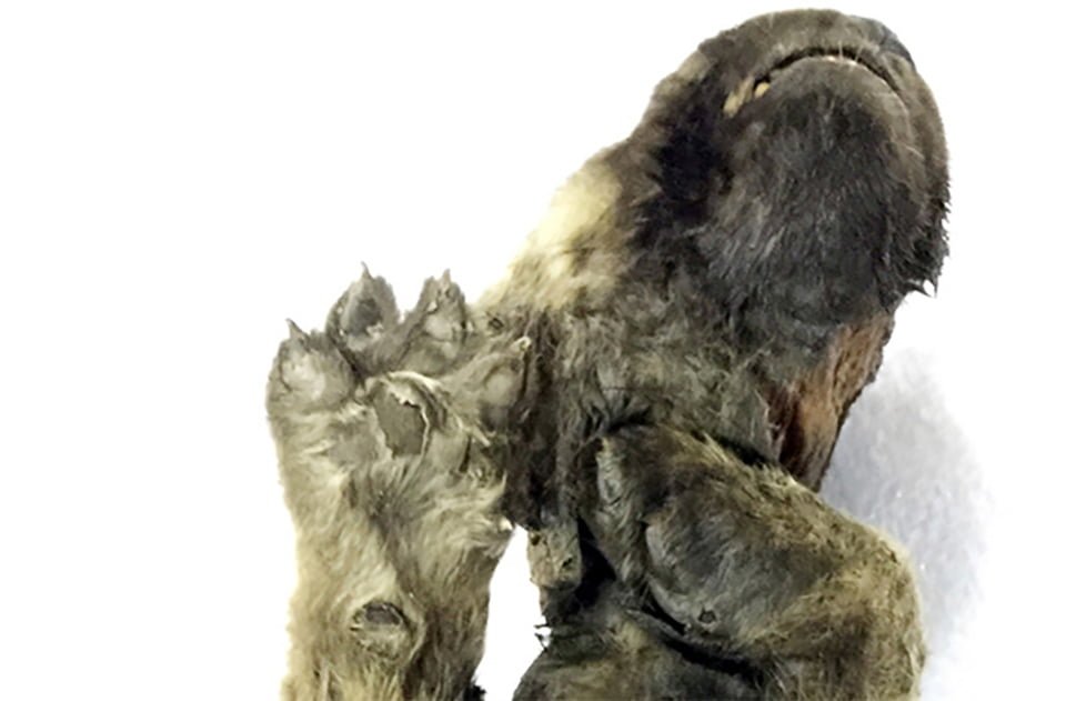 Cachorro de hace 18000 años fue encontrado congelado en Siberia 9 Animal encontrado congelado de 18000 años atrás