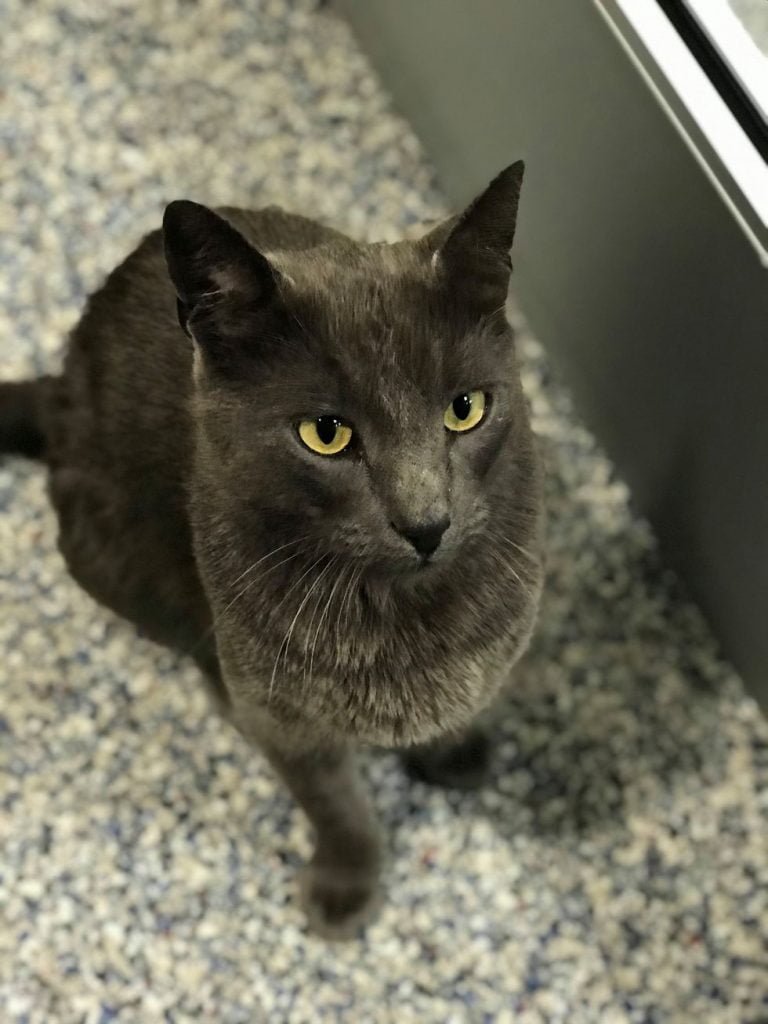 Conductor de camión rompe en llanto cuando se reúne con su gato después de meses de búsqueda 7 Ashes