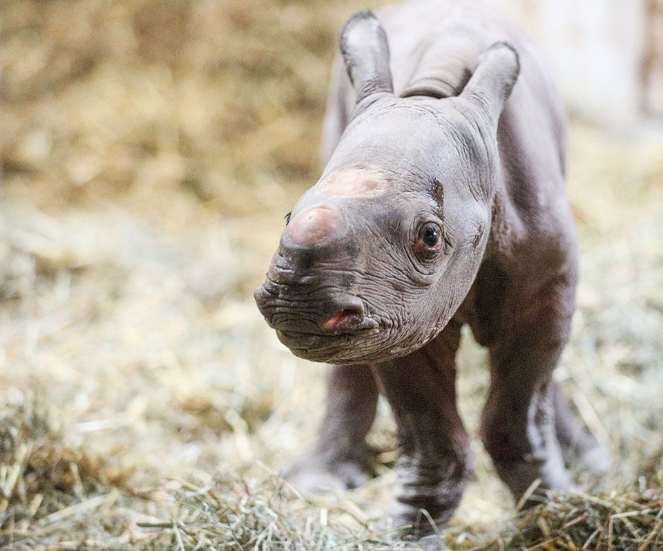 Bebé rinoceronte